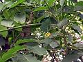 Pithraj Tree